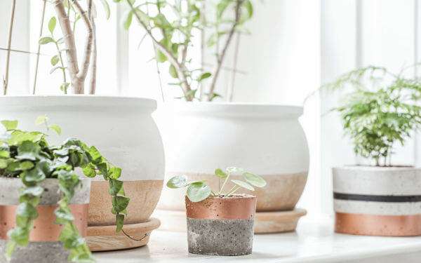 Garden Windows Plant Windows